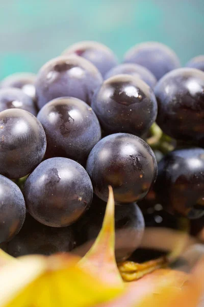 Racimos Uvas Color Azul Oscuro Cerca Están Las Hojas Arce — Foto de Stock