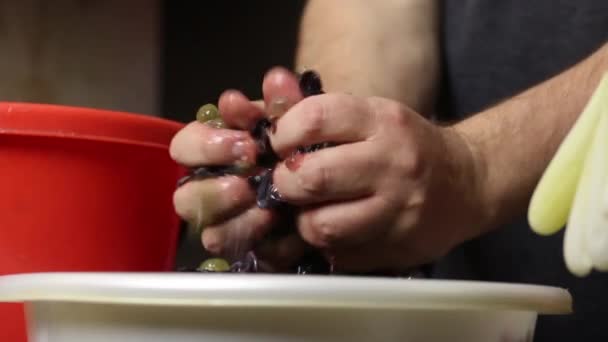 Un hombre amasa con sus manos las bayas de uvas azules, tomadas de un racimo. Hacer vino casero durante una epidemia. Primer plano de disparo. — Vídeos de Stock
