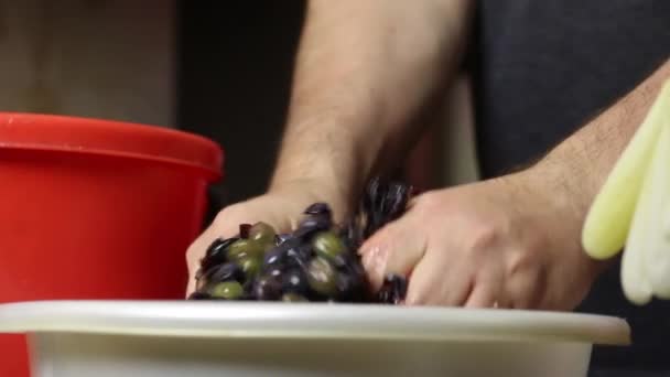 男は青いブドウの果実を手でこねて、束から取った。流行中に自家製ワインを作る。クローズアップショット — ストック動画