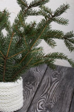 Yeşil ladin dalları çam ağaçlarının üzerinde duruyor. Arkaplanda beyaz alçı var..