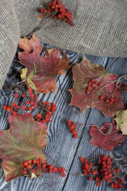 Kurumuş sonbahar yaprakları. Çam ağacından yapılmış. Çarşaflar yakında..