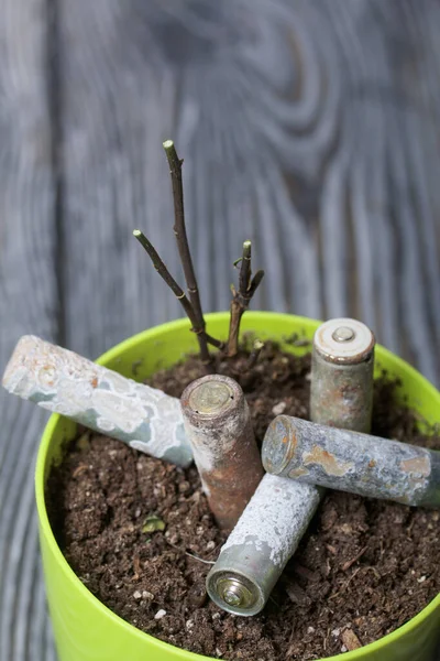 A flower pot with a withered plant. It contains corroded used batteries. Environmental protection and waste recycling.