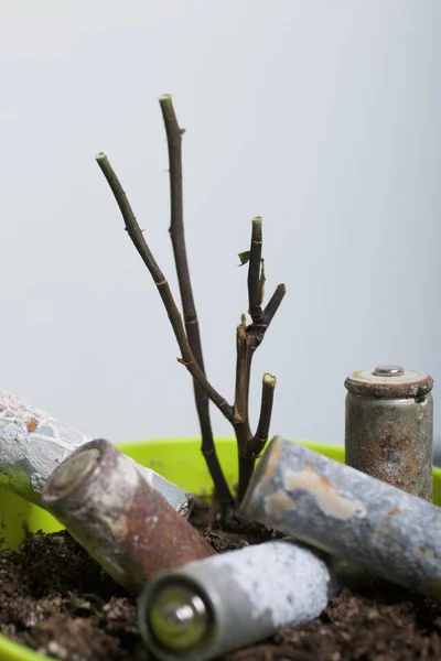 A flower pot with a withered plant. It contains corroded used batteries. Environmental protection and waste recycling. Close-up shot.