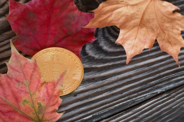 Bitcoin çam ağacının üzerinde yatar. Yakında sonbahar akçaağaç yaprakları var..