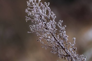 Kurumuş bitkiler buz ve buzla kaplı. Yakın çekim..