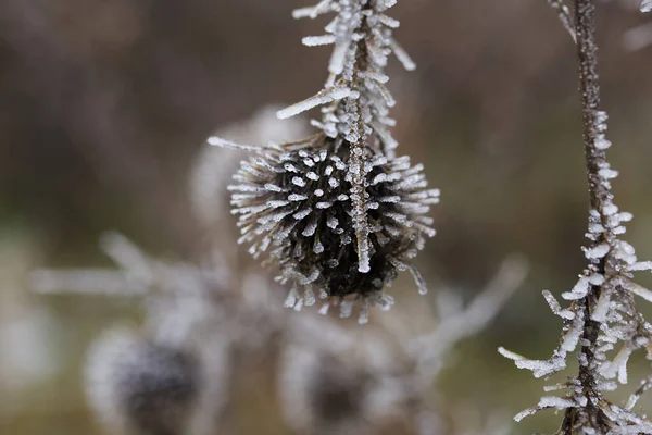 Dried plants covered with ice and frost. Close-up shot.