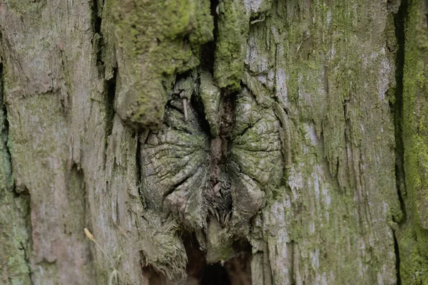 Süslü Bir Dokusu Olan Yaşlı Bir Meşe Ağacının Kabuğu Yakın — Stok fotoğraf