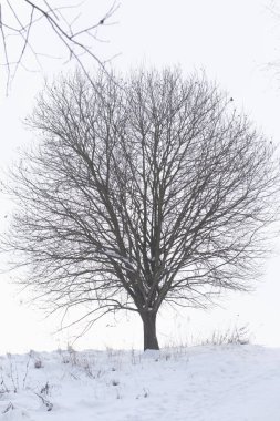 Yapraksız büyük bir ağaç. Karlı bir kış parkının ortasında.