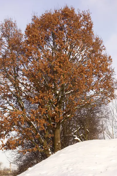 Grand Chêne Avec Les Restes Feuilles Jaunies Milieu Parc Hivernal — Photo