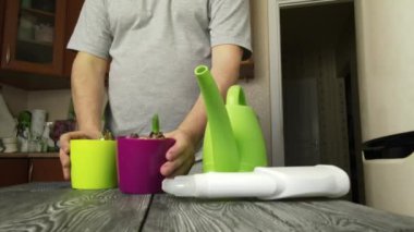 Bir erkek çuha çiçekleriyle ilgilenir. Sulama kabından döküyor. Saksıda filizlenmiş çiçek soğanları. Yavaş çekim.