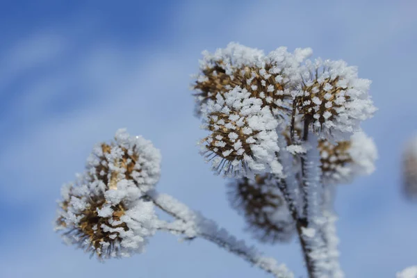 Szárított Növények Egy Téli Parkban Növényeket Gyönyörű Borítja Közelről Lőtték — Stock Fotó