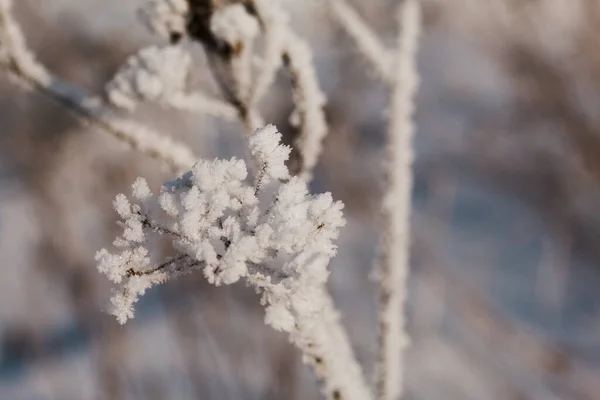 Αποξηραμένα Φυτά Χειμερινό Πάρκο Φυτά Καλύπτονται Όμορφα Μοτίβα Χιονιού Κοντινό — Φωτογραφία Αρχείου
