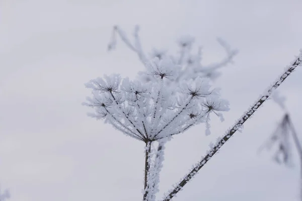 冬の公園で乾燥植物 植物は美しい雪のパターンで覆われています 至近距離から撃たれた 空を背景に — ストック写真