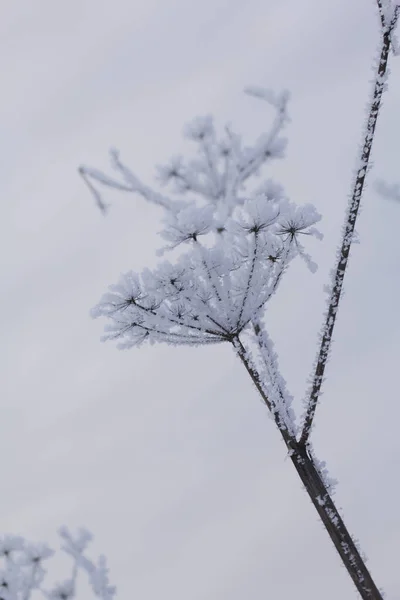 Сушені Рослини Зимовому Парку Рослини Покриті Красивими Сніговими Візерунками Крупним — стокове фото