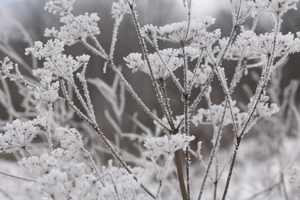 Gedroogde Planten Een Winterpark Planten Zijn Bedekt Met Prachtige Sneeuwpatronen — Stockfoto