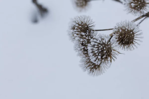 Szárított Növények Egy Téli Parkban Növényeket Gyönyörű Borítja Közelről Lőtték — Stock Fotó