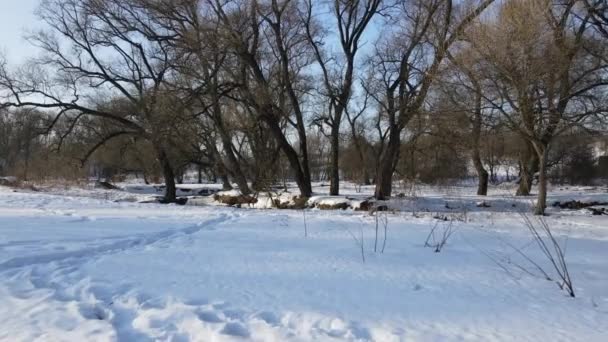 Беспилотник летит низко над землей в сторону реки. Зимний парк, человеческие следы на снегу. Видеосъемка зимнего пейзажа с воздуха. — стоковое видео