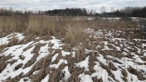 Volare sopra erba alta e secca in un parco primaverile. Resti di neve sono visibili in luoghi. Paesaggio primaverile. Edifici a più piani sono visibili all'orizzonte. — Video Stock