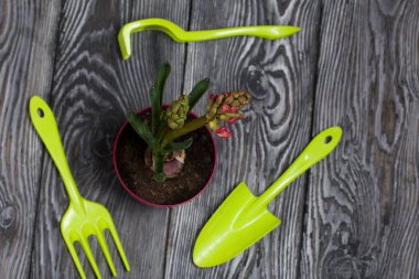 Tencerede sümbül. Çiçek açmaya başlıyor. Yakınlarda bahçe aletleri. Çuha çiçeği bakımı.