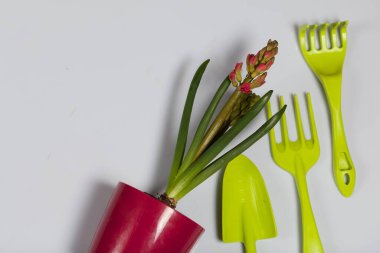Tencerede sümbül. Çiçek açmaya başlıyor. Yakınlarda bahçe aletleri. Çuha çiçekleri ilgilenir. Beyaz bir arkaplanda.