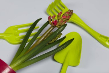 Tencerede sümbül. Çiçek açmaya başlıyor. Yakınlarda bahçe aletleri. Çuha çiçekleri ilgilenir. Beyaz bir arkaplanda.