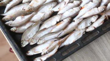 Nehir balığı sıra sıra fırın tepsisinin üzerinde yatıyor. Adam fırında pişirmek için tuzluyor. Yakın çekim..