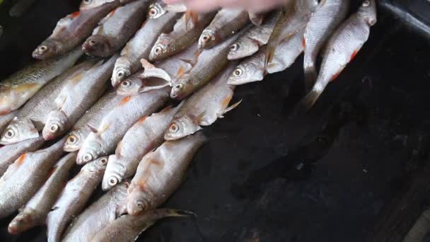 Flodfisk ligger i rader på ett bakplåtsblad. Han lägger den på ett bakplåtspapper i ugnen. Närbild — Stockvideo