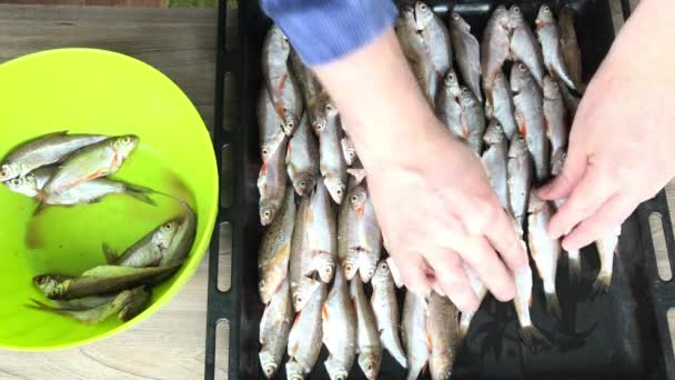 El hombre pone peces de río en una bandeja para hornear. Lo pone en filas. Para hornear en el horno. Filmado desde arriba. — Vídeo de stock