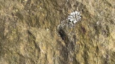 Şehir parkında ilkbahar. Bahçedeki büyük taşlar. Yerde geçen yılın yaprakları var..