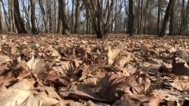 Şehir parkında ilkbahar. Yerde geçen yılın yapraklarından bir halı var. Rüzgâr onları çimlerin üzerinden taşıyor..