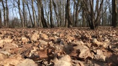 Şehir parkında ilkbahar. Yerde geçen yılın yapraklarından bir halı var. Rüzgâr onları çimlerin üzerinden taşıyor.