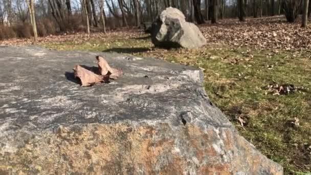 Våren i stadsparken. Stora stenar på gräsmattan. Vinden blåser bort förra årets blad — Stockvideo