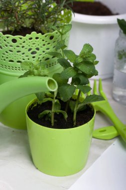 Nane şekerini tencereye aktarıyorum. Ev bahçe işleri için araç gereç.