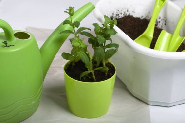 Nane şekerini tencereye aktarıyorum. Ev bahçe işleri için araç gereç.