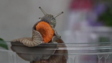 Üzüm salyangozu havuç yer. Plastik bir konteynırın üzerinde oturuyor. Yakın çekim..