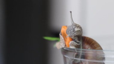 Üzüm salyangozu havuç yer. Plastik bir konteynırın üzerinde oturuyor. Yakın çekim.