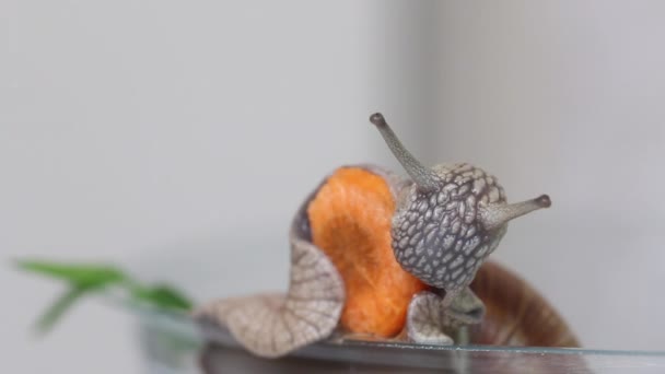 Een druivenslak eet een stuk wortel. Zit op een plastic container. Close-up opname. — Stockvideo