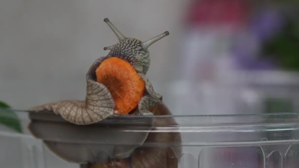 Un escargot de raisin mange une carotte. Assis sur un récipient en plastique. Gros plan. — Video