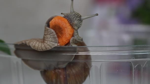 Een druivenslak eet een wortel. Close-up opname — Stockvideo