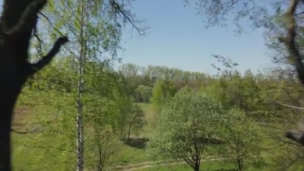 Volando entre dos árboles en un parque de primavera. Abajo, un caballo está pastando en un prado verde. — Vídeo de stock