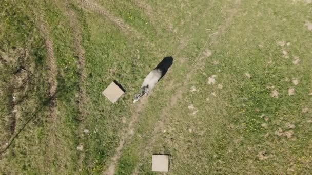 Een paard staat te grazen op een groene weide. De drone gaat neer. Vlucht over de voorjaarsweide. — Stockvideo