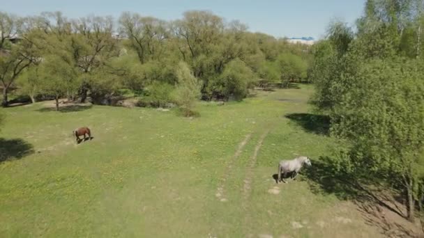 Les chevaux paissent dans une prairie verte. Vol au-dessus de la prairie de printemps. — Video