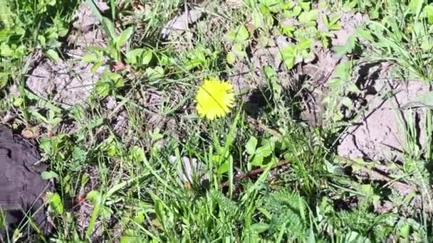 A bunch of cow dung. On the green grass. A yellow dandelion grows on it — Stock Video