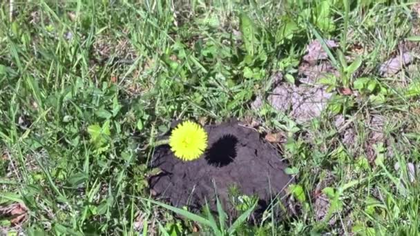 Um monte de esterco de vaca. Na relva verde. Um dente-de-leão amarelo cresce nele. — Vídeo de Stock