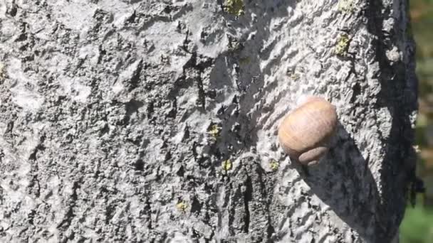 Un pequeño caracol en un tronco de árbol. El foco se desplaza a un bosque con follaje primaveral. — Vídeos de Stock