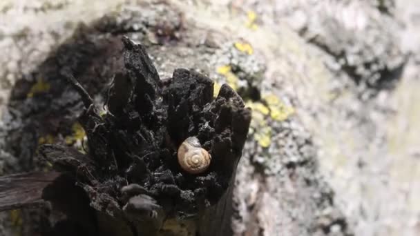 Kis csiga egy fa törött ágán. A fókusz egy tavaszi lombozatú erdőbe tolódik.. — Stock videók