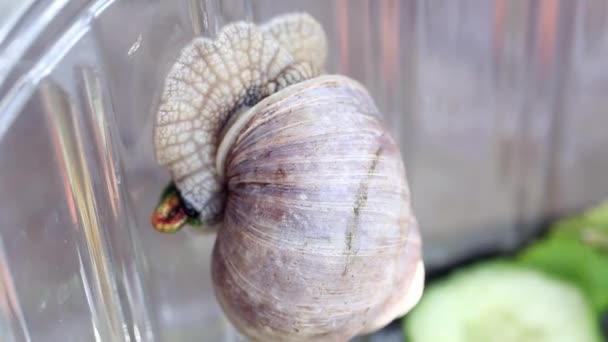 Un caracol de uva en el terrario alivia su necesidad natural. Su excremento es visible. Primer plano de disparo. — Vídeo de stock