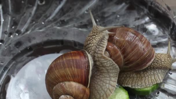 Two grape snails in the terrarium. They eat a cucumber. Close-up shot. — Stock Video
