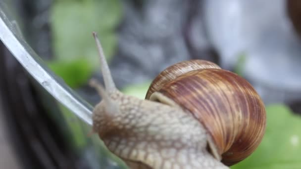 Τρία σαλιγκάρια σταφύλι στο terrarium. Ο ένας σέρνεται, οι άλλοι τρώνε ένα αγγούρι. Κοντινό πλάνο.. — Αρχείο Βίντεο