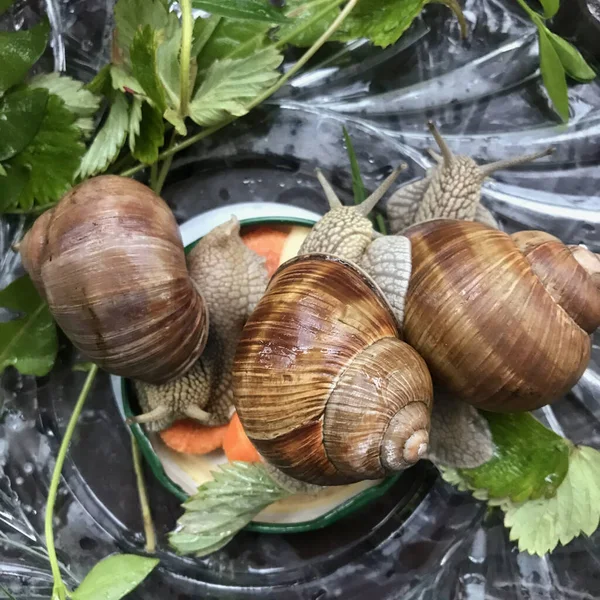 Três Caracóis Uva Terrário Comem Verduras Filmado Cima — Fotografia de Stock